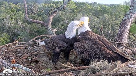 NE Florida Eagles Live Webcam - Sep 25, 2026, 8:44am EDT