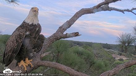 NE Florida Eagles Live Webcam - Sep 21, 2026, 7:06pm EDT