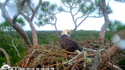 NE Florida Eagles Live Webcam - Sep 16, 2026, 6:06pm EDT