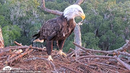 NE Florida Eagles Live Webcam - Aug 15, 2026, 7:03am EDT