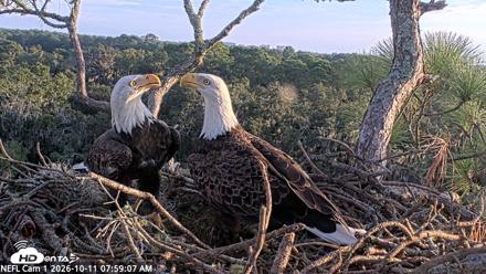 NE Florida Eagles Live Webcam - Oct 11, 2026, 7:59am EDT
