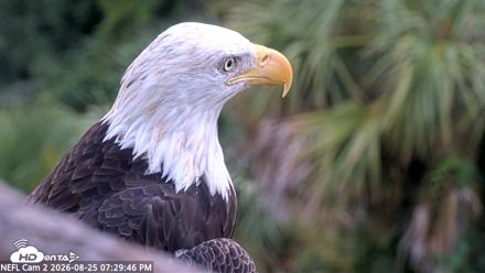 NE Florida Eagles Live Webcam - Aug 25, 2026, 7:30pm EDT