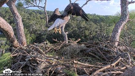 NE Florida Eagles Live Webcam - Sep 16, 2026, 8:41am EDT
