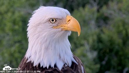 NE Florida Eagles Live Webcam - Sep 22, 2026, 7:12pm EDT