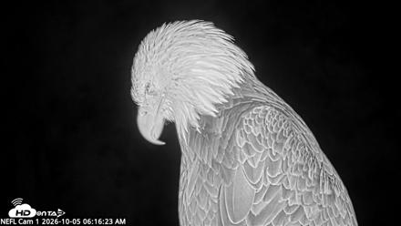NE Florida Eagles Live Webcam - Oct 5, 2026, 6:17am EDT