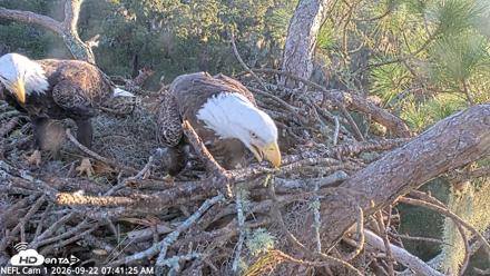 NE Florida Eagles Live Webcam - Sep 22, 2026, 7:42am EDT