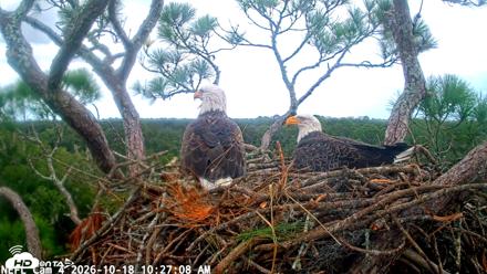 NE Florida Eagles Live Webcam - Oct 18, 2026, 10:27am EDT