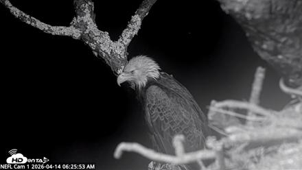 NE Florida Eagles Live Webcam - Apr 14, 2026, 6:27am EDT