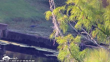 NE Florida Eagles Live Webcam - Jul 27, 2026, 8:47am EDT