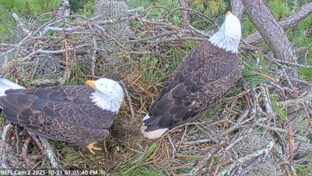 NE Florida Eagles Live Webcam - Oct 11, 2025, 1:06pm EDT