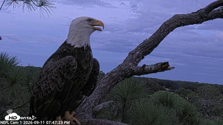 NE Florida Eagles Live Webcam - Sep 11, 2026, 7:48pm EDT