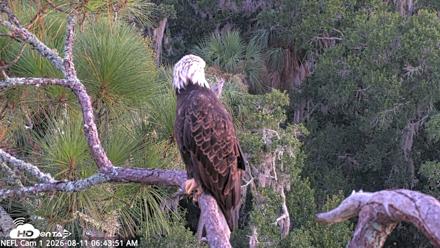 NE Florida Eagles Live Webcam - Aug 11, 2026, 6:44am EDT