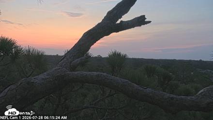 NE Florida Eagles Live Webcam - Jul 28, 2026, 6:16am EDT