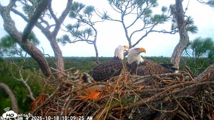 NE Florida Eagles Live Webcam - Oct 18, 2026, 10:10am EDT