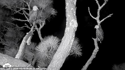NE Florida Eagles Live Webcam - Oct 14, 2026, 6:28am EDT