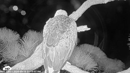 NE Florida Eagles Live Webcam - Sep 16, 2026, 1:19am EDT