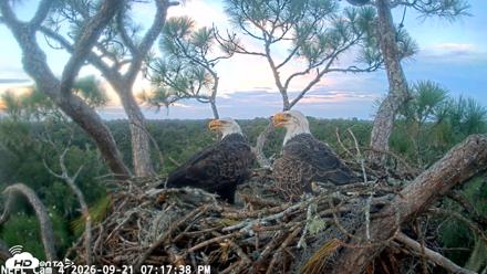 NE Florida Eagles Live Webcam - Sep 21, 2026, 7:18pm EDT