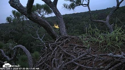 NE Florida Eagles Live Webcam - Jul 30, 2026, 6:19am EDT