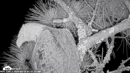 NE Florida Eagles Live Webcam - May 15, 2026, 1:33am EDT