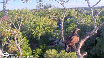 NE Florida Eagles Live Webcam - Apr 16, 2026, 8:02am EDT