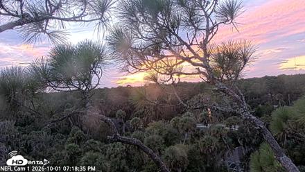 NE Florida Eagles Live Webcam - Oct 1, 2026, 7:19pm EDT