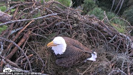 NE Florida Eagles Live Webcam - Oct 12, 2026, 7:10pm EDT