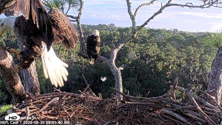 NE Florida Eagles Live Webcam - Aug 30, 2026, 8:06am EDT
