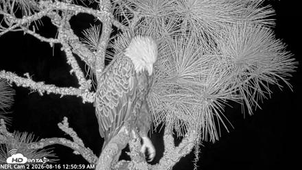 NE Florida Eagles Live Webcam - Aug 16, 2026, 12:51am EDT