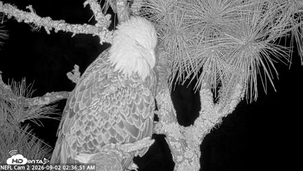 NE Florida Eagles Live Webcam - Sep 2, 2026, 2:37am EDT