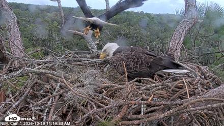 NE Florida Eagles Live Webcam - Oct 19, 2026, 11:20am EDT