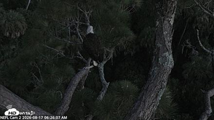 NE Florida Eagles Live Webcam - Aug 17, 2026, 6:27am EDT