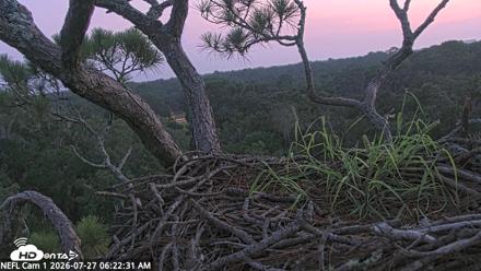 NE Florida Eagles Live Webcam - Jul 27, 2026, 6:23am EDT