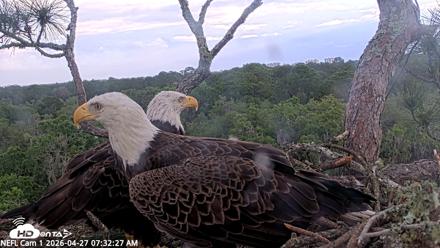 NE Florida Eagles Live Webcam - Apr 27, 2026, 7:34am EDT