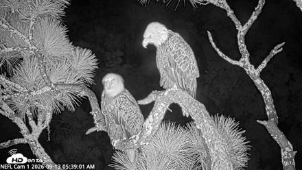 NE Florida Eagles Live Webcam - Sep 13, 2026, 5:39am EDT