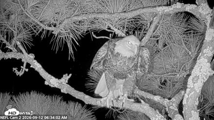 NE Florida Eagles Live Webcam - Sep 12, 2026, 6:35am EDT
