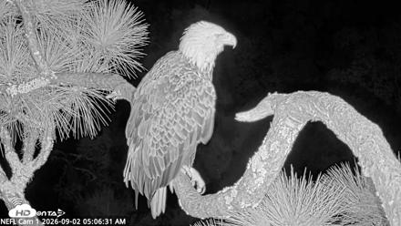 NE Florida Eagles Live Webcam - Sep 2, 2026, 5:08am EDT