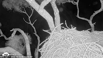 NE Florida Eagles Live Webcam - Oct 13, 2026, 6:18am EDT