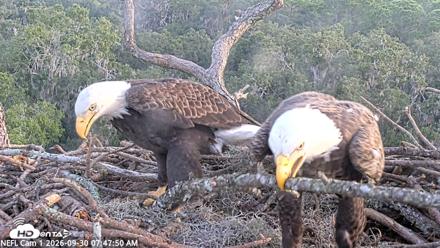 NE Florida Eagles Live Webcam - Sep 30, 2026, 7:48am EDT