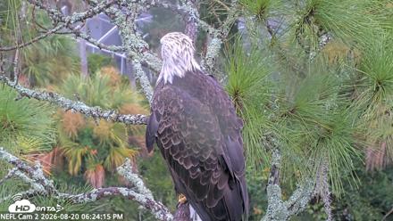 NE Florida Eagles Live Webcam - Aug 20, 2026, 6:25pm EDT