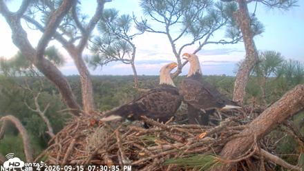 NE Florida Eagles Live Webcam - Sep 15, 2026, 7:31pm EDT