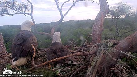 NE Florida Eagles Live Webcam - Apr 20, 2026, 8:09am EDT