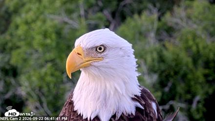 NE Florida Eagles Live Webcam - Sep 22, 2026, 6:42pm EDT