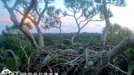 NE Florida Eagles Live Webcam - Sep 20, 2026, 7:09am EDT