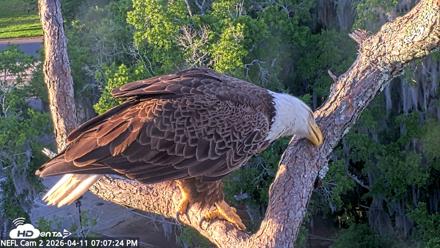 NE Florida Eagles Live Webcam - Apr 11, 2026, 7:08pm EDT