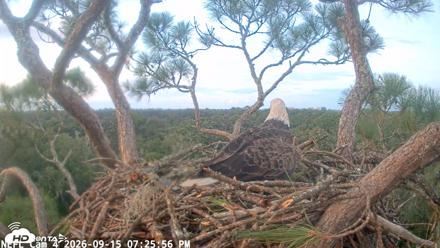 NE Florida Eagles Live Webcam - Sep 15, 2026, 7:26pm EDT