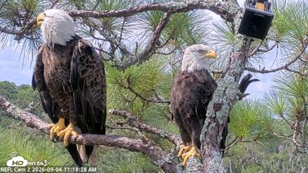NE Florida Eagles Live Webcam - Sep 4, 2026, 11:19am EDT