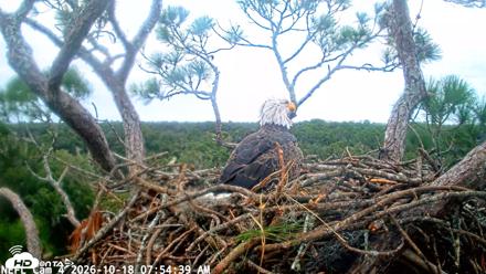 NE Florida Eagles Live Webcam - Oct 18, 2026, 7:55am EDT