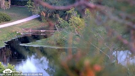 NE Florida Eagles Live Webcam - May 5, 2026, 7:54pm EDT