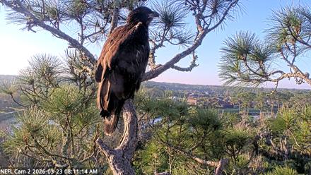 NE Florida Eagles Live Webcam - Mar 23, 2026, 8:12am EDT