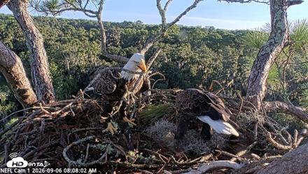 NE Florida Eagles Live Webcam - Sep 6, 2026, 8:08am EDT